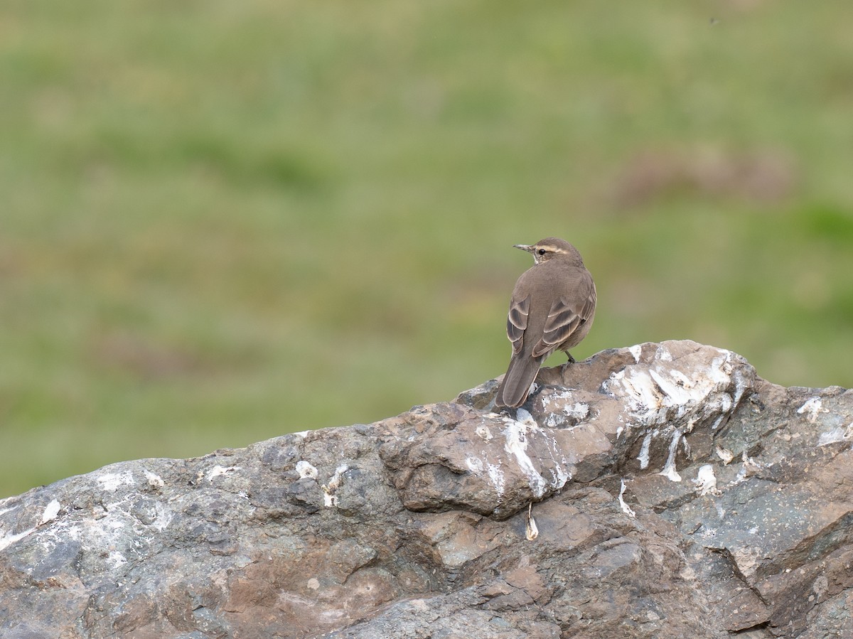 Kurzschnabel-Uferwipper - ML644564988