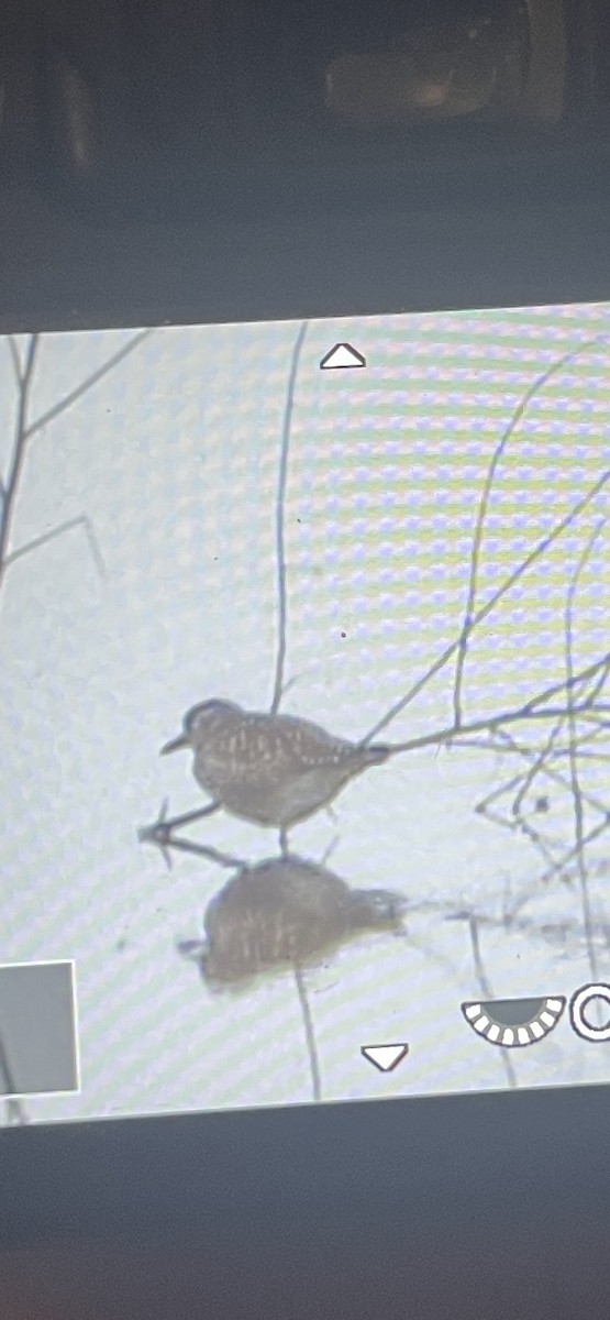 Txirri grisa - ML644564991