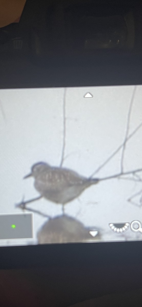 Txirri grisa - ML644564992