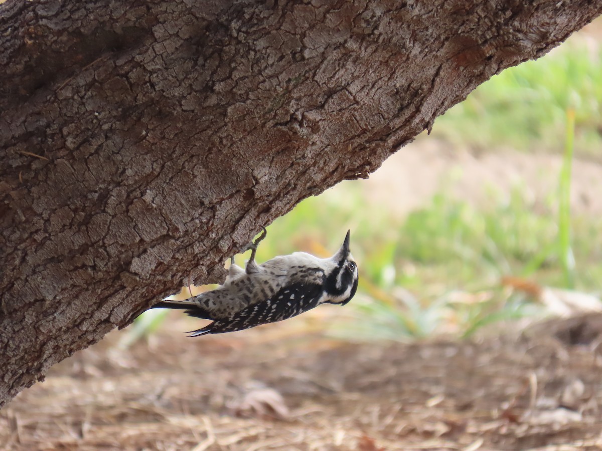 シロハラシマアカゲラ - ML644564994