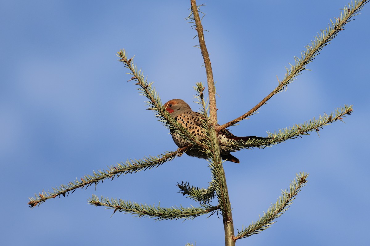 Northern Flicker - ML644564995