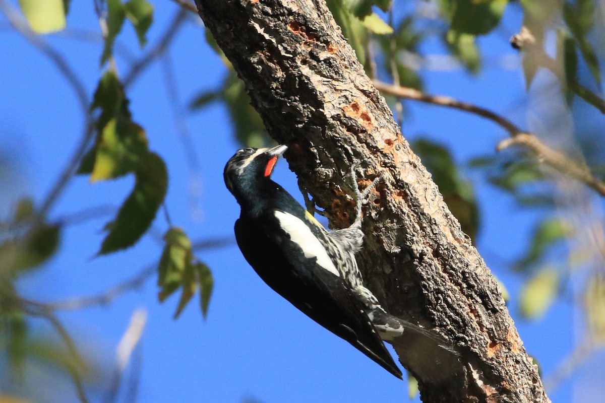 Дятел-смоктун сосновий - ML644565011