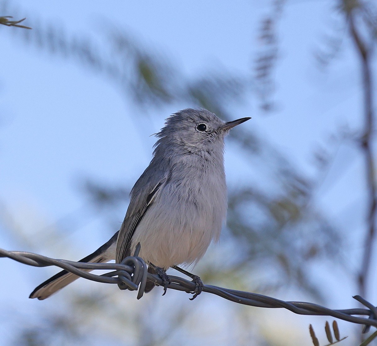 Blue-gray Gnatcatcher - ML644565013