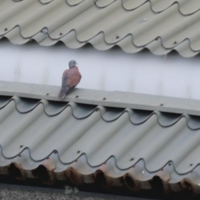 Kızıl Kumru - ML644565014