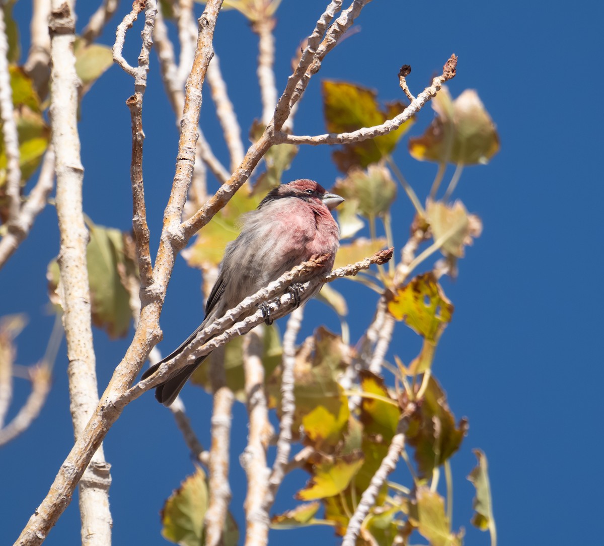 House Finch - ML644565023
