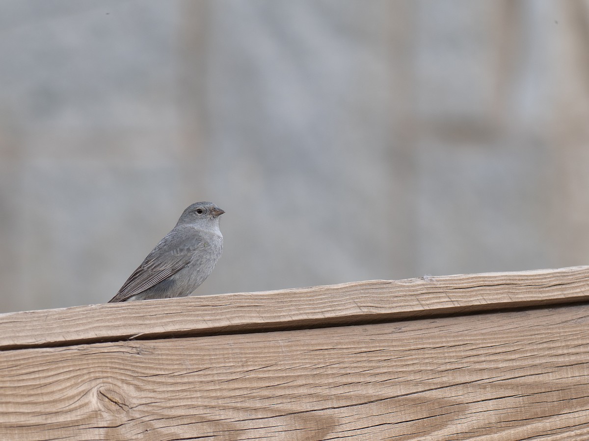 Plumbeous Sierra Finch - ML644565036