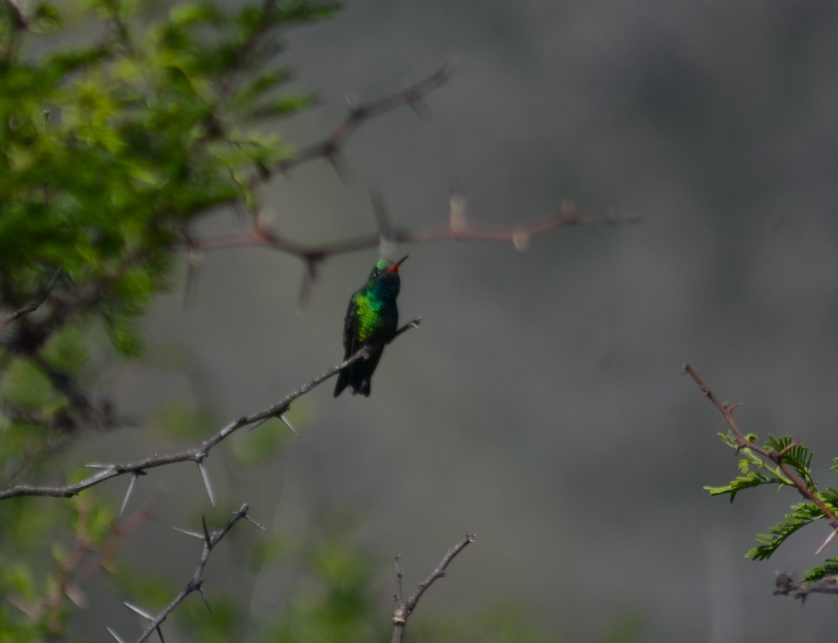 glansbuksmaragd - ML644565041