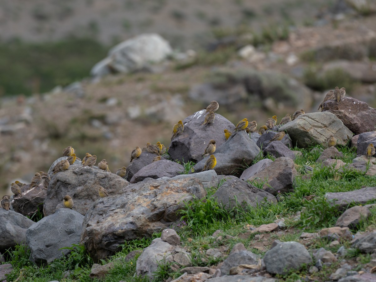 Greater Yellow-Finch - ML644565042