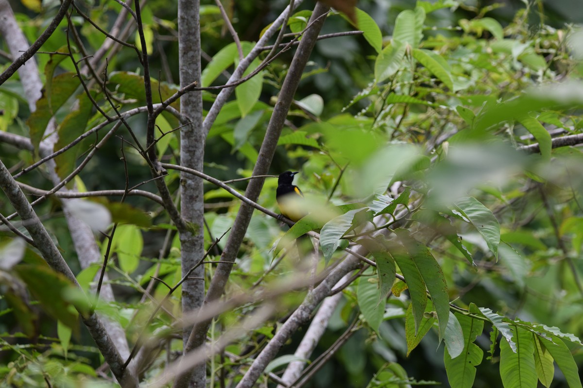 Black-cowled Oriole - ML644565044