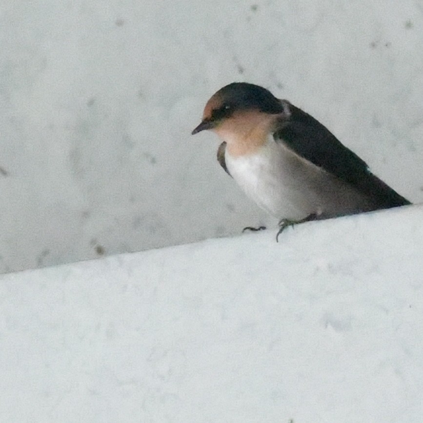 リュウキュウツバメ - ML644565055