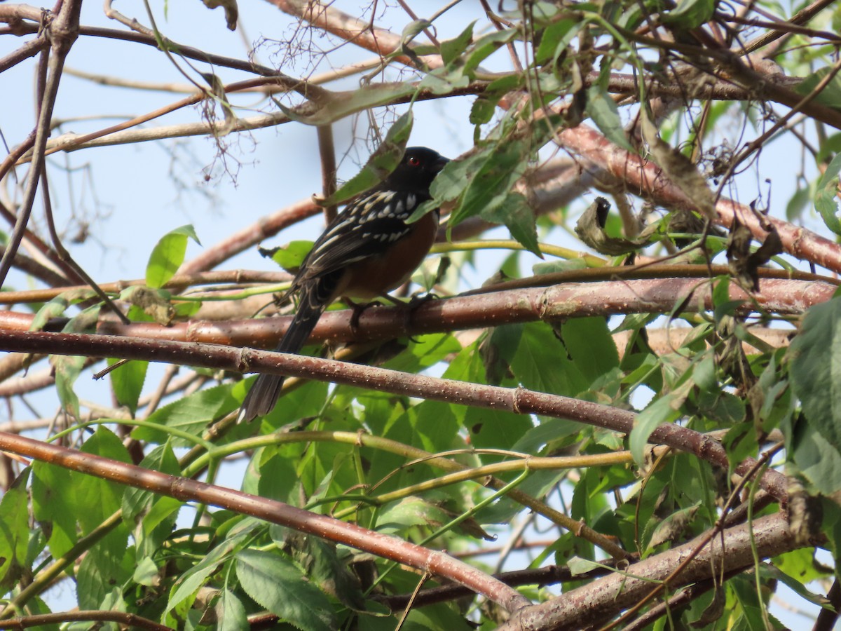Spotted Towhee - ML644565062
