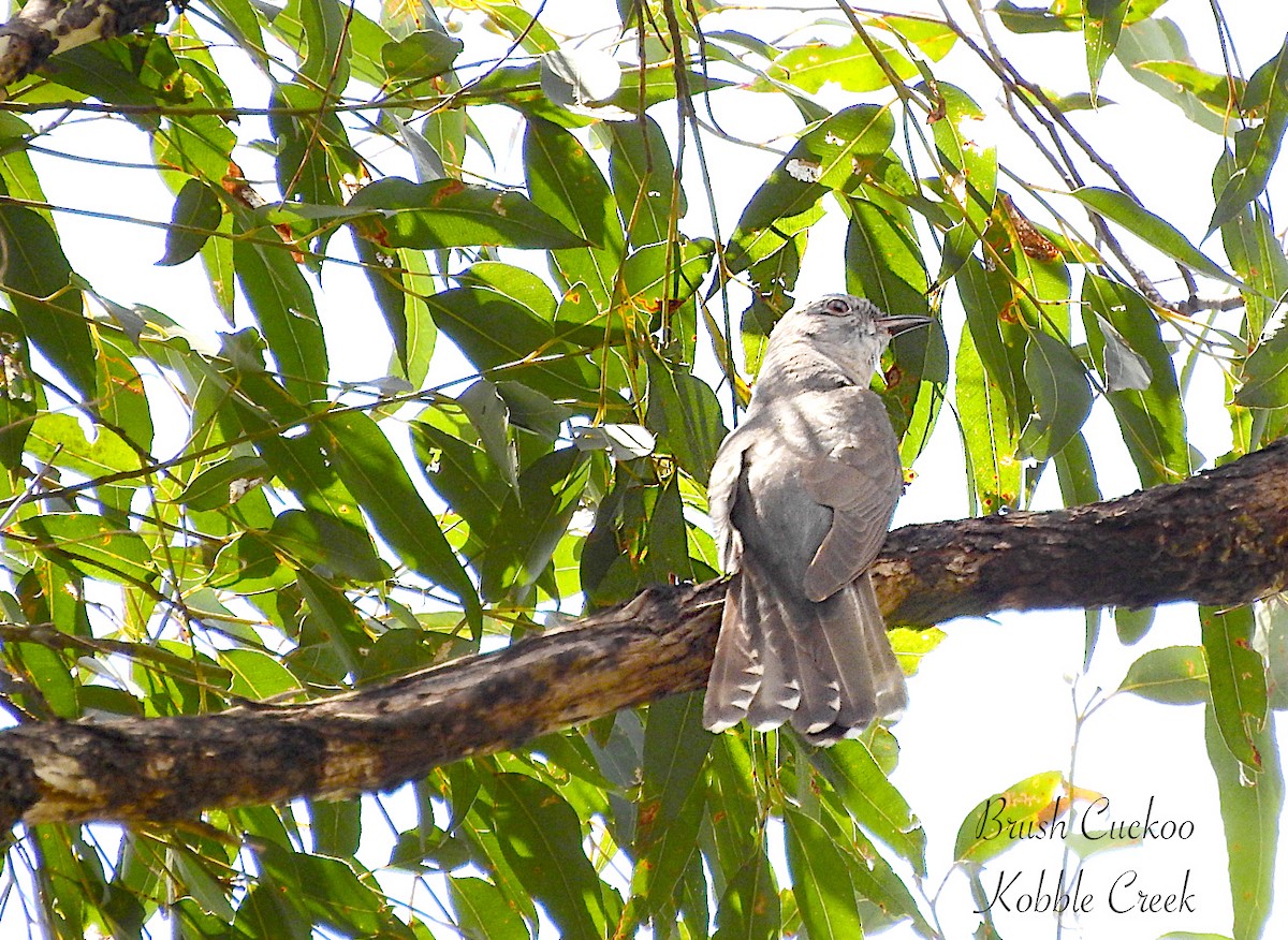 kukačka pokřovní - ML644565063