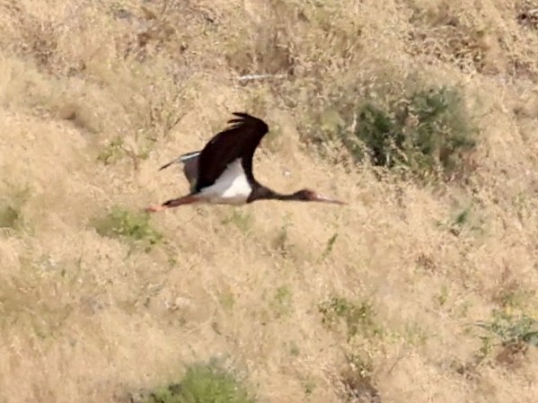 Black Stork - ML644565066