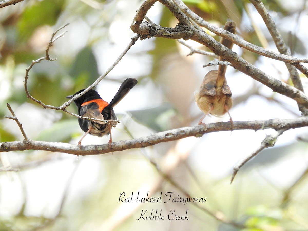 černáček rudohřbetý - ML644565081