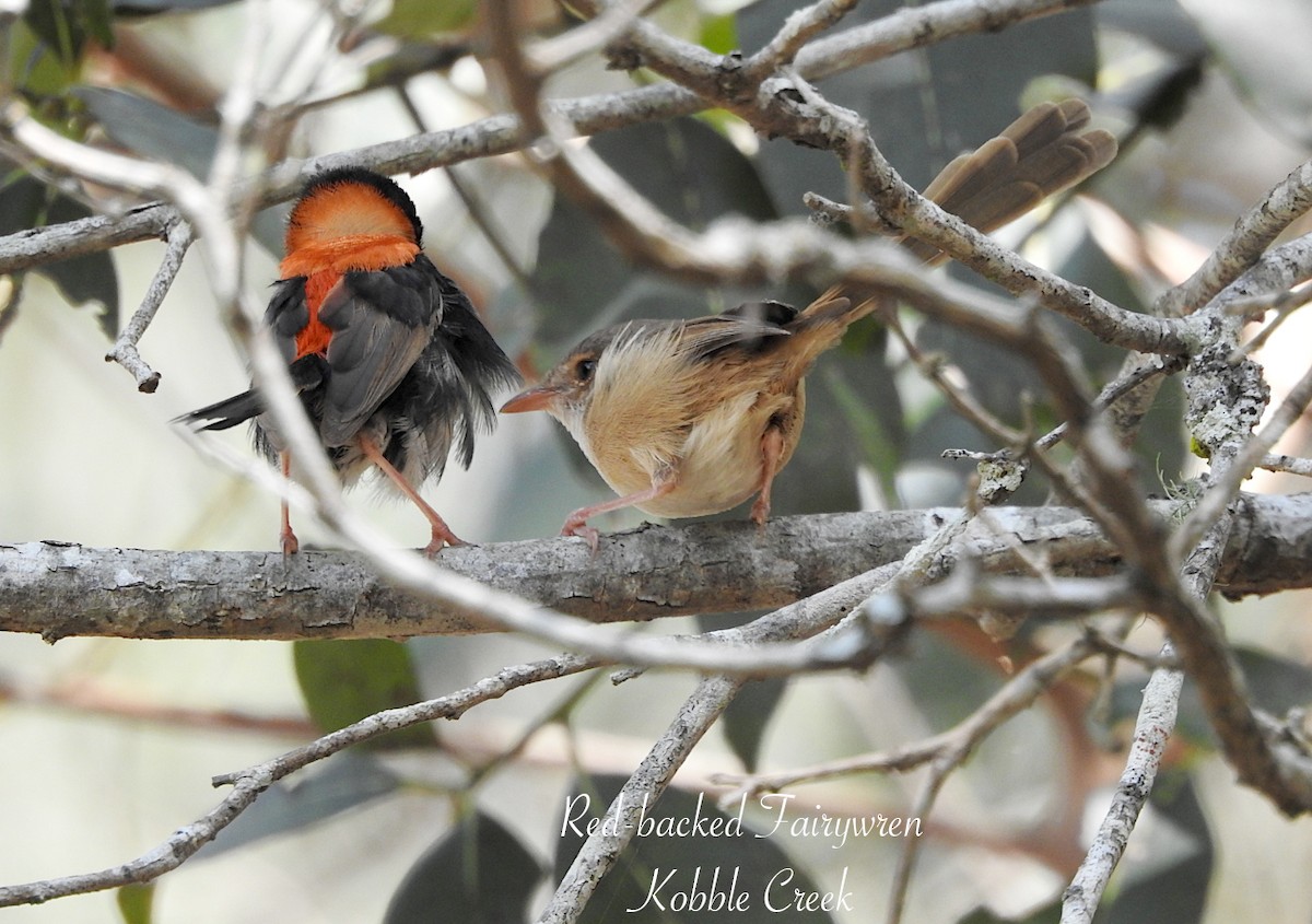 černáček rudohřbetý - ML644565082