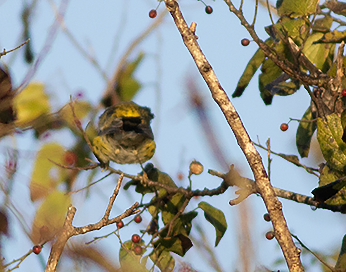 Magnolia Warbler - ML644565093