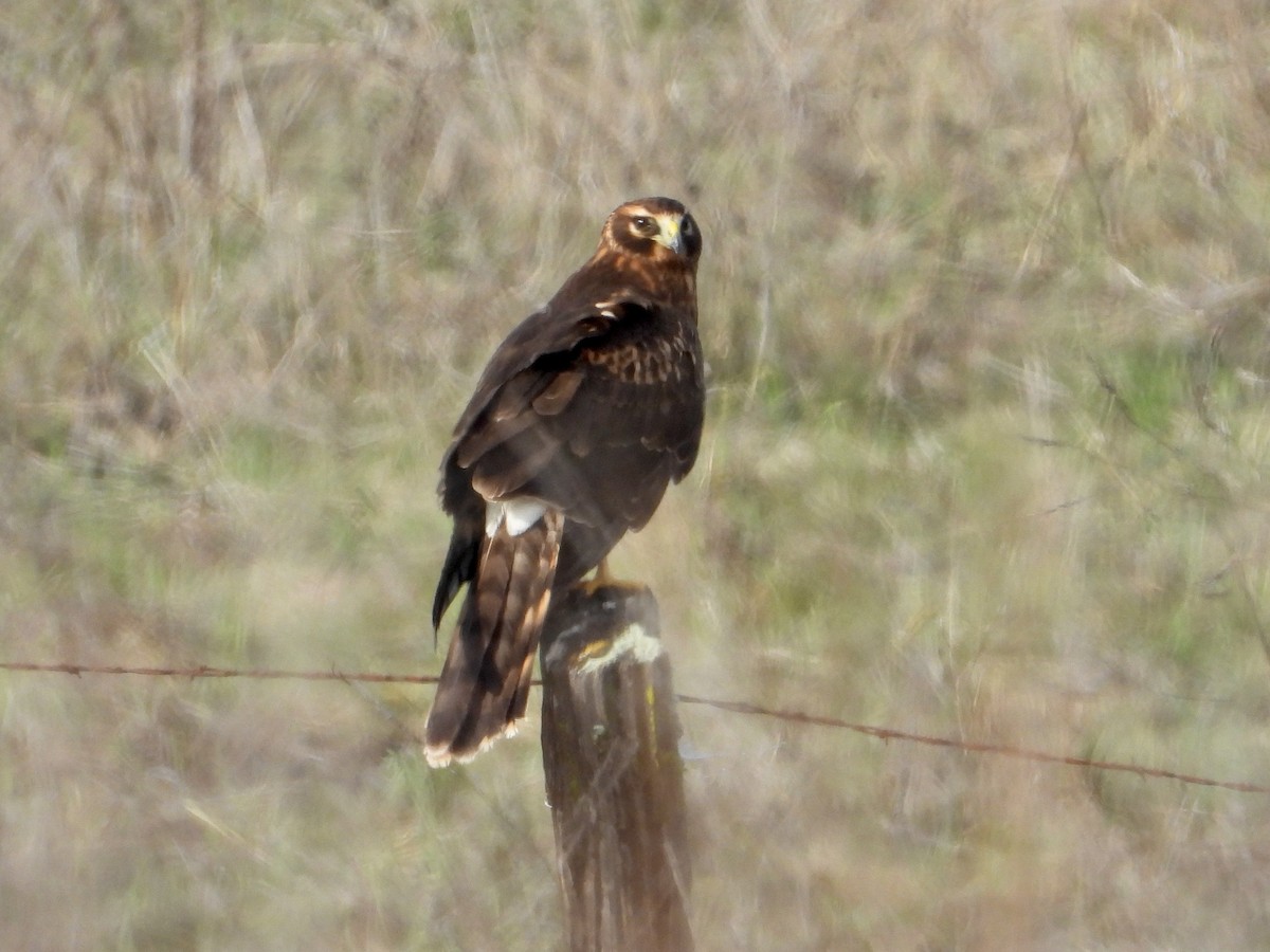 Hudsonweihe - ML644565099