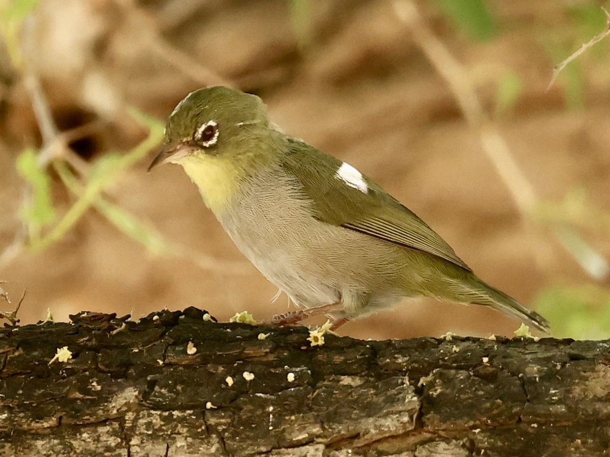 Abyssinian White-eye - ML644565107