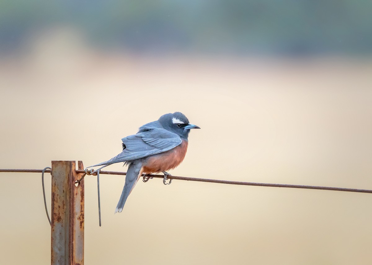 White-browed Woodswallow - ML644565122