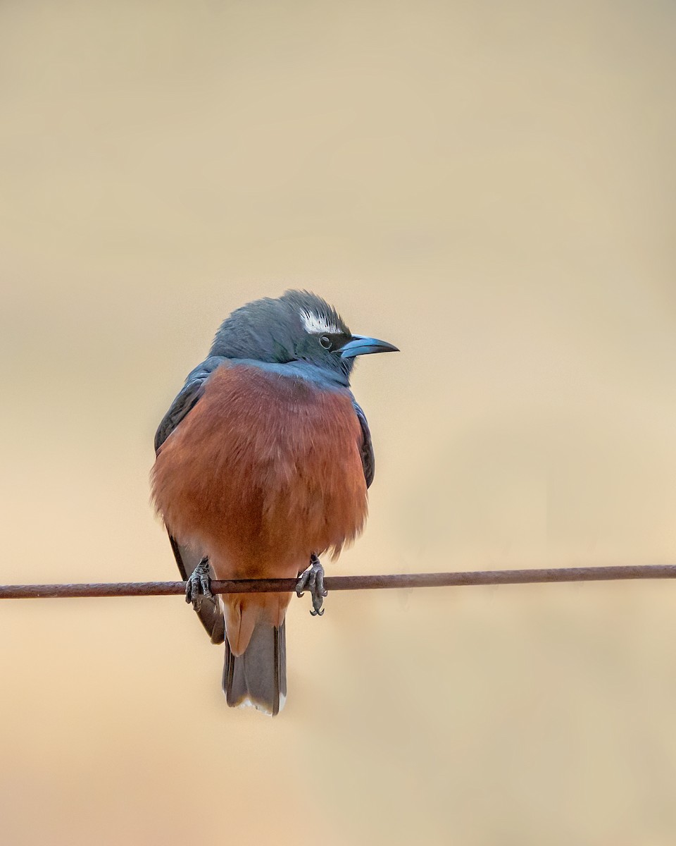 White-browed Woodswallow - ML644565123