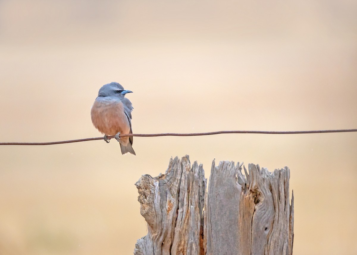White-browed Woodswallow - ML644565124