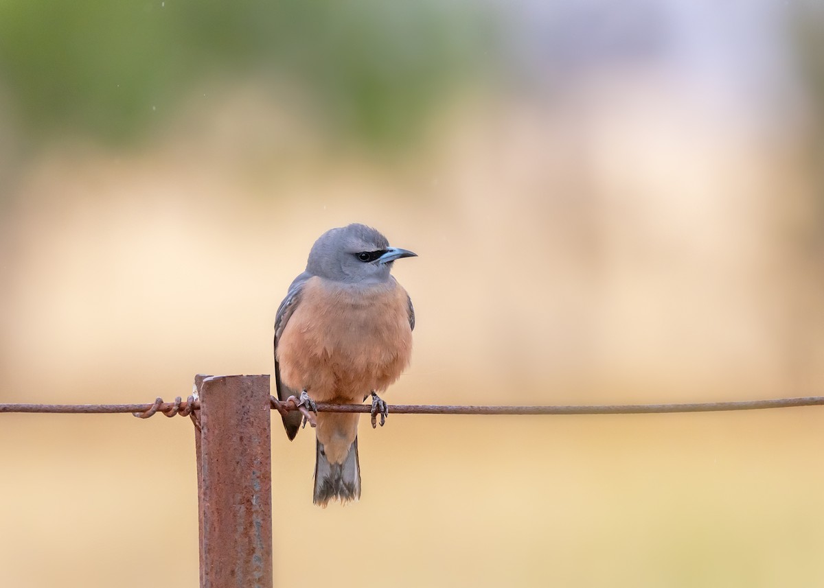 White-browed Woodswallow - ML644565125