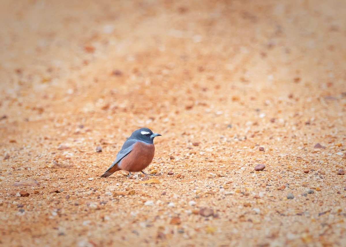White-browed Woodswallow - ML644565126