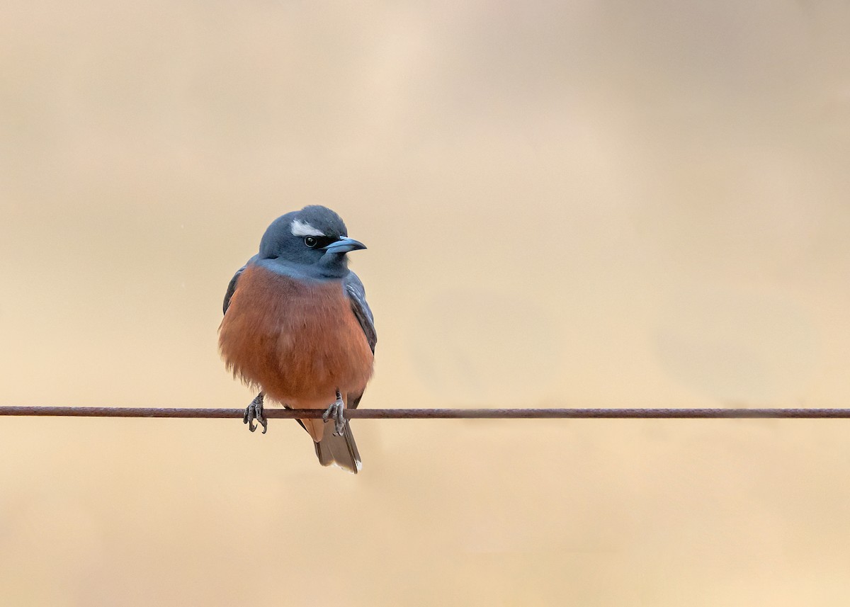White-browed Woodswallow - ML644565127