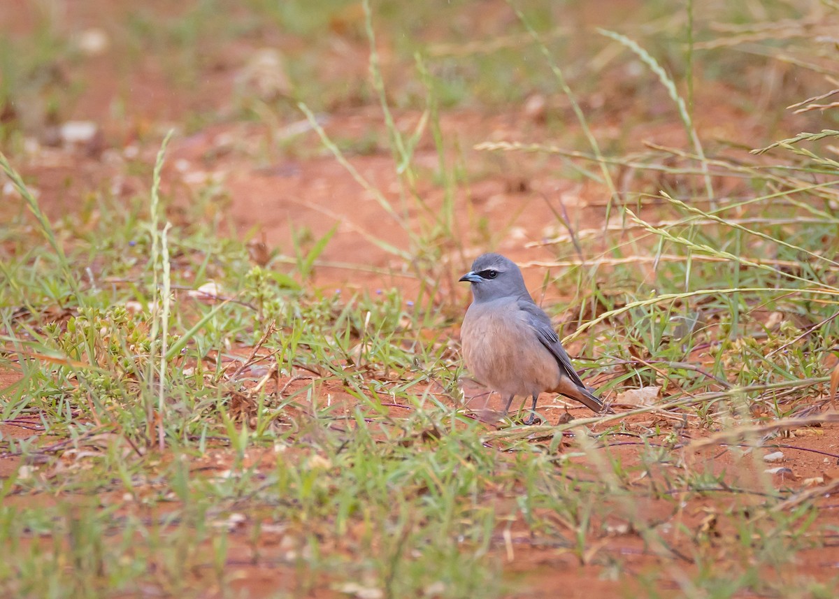 White-browed Woodswallow - ML644565128