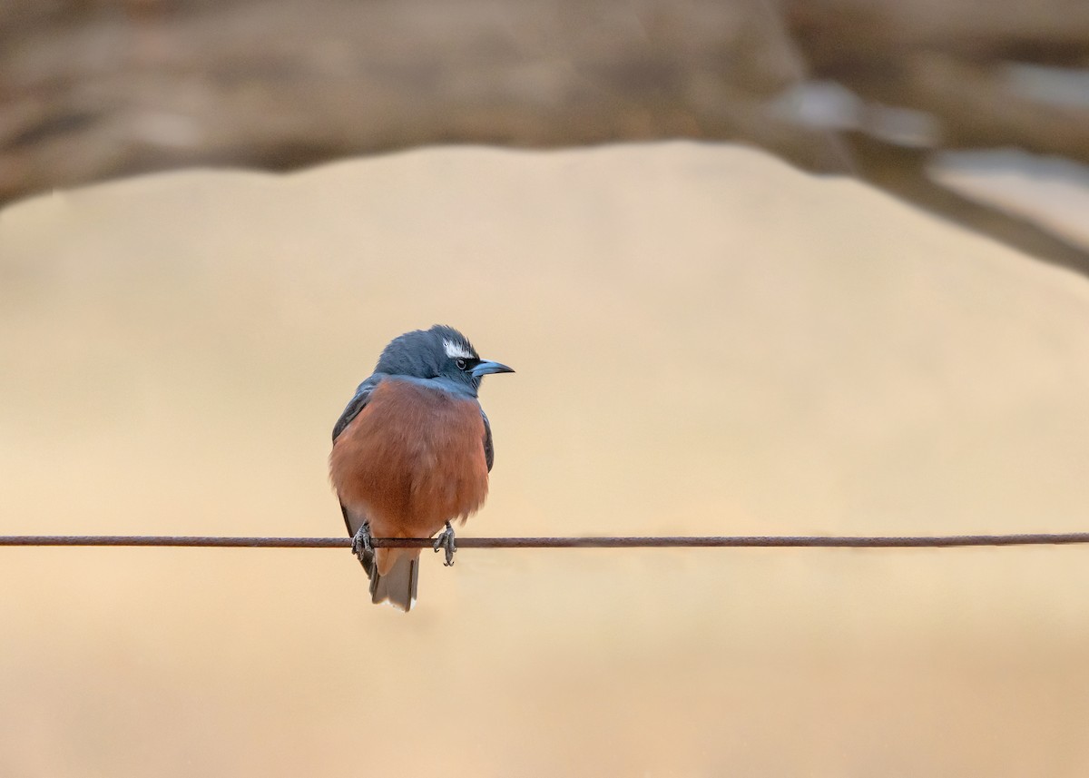 White-browed Woodswallow - ML644565129