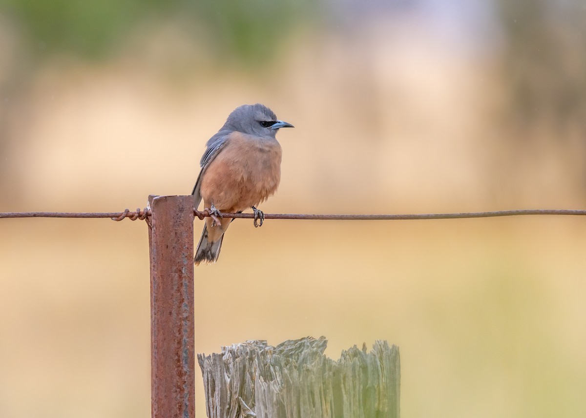 White-browed Woodswallow - ML644565130