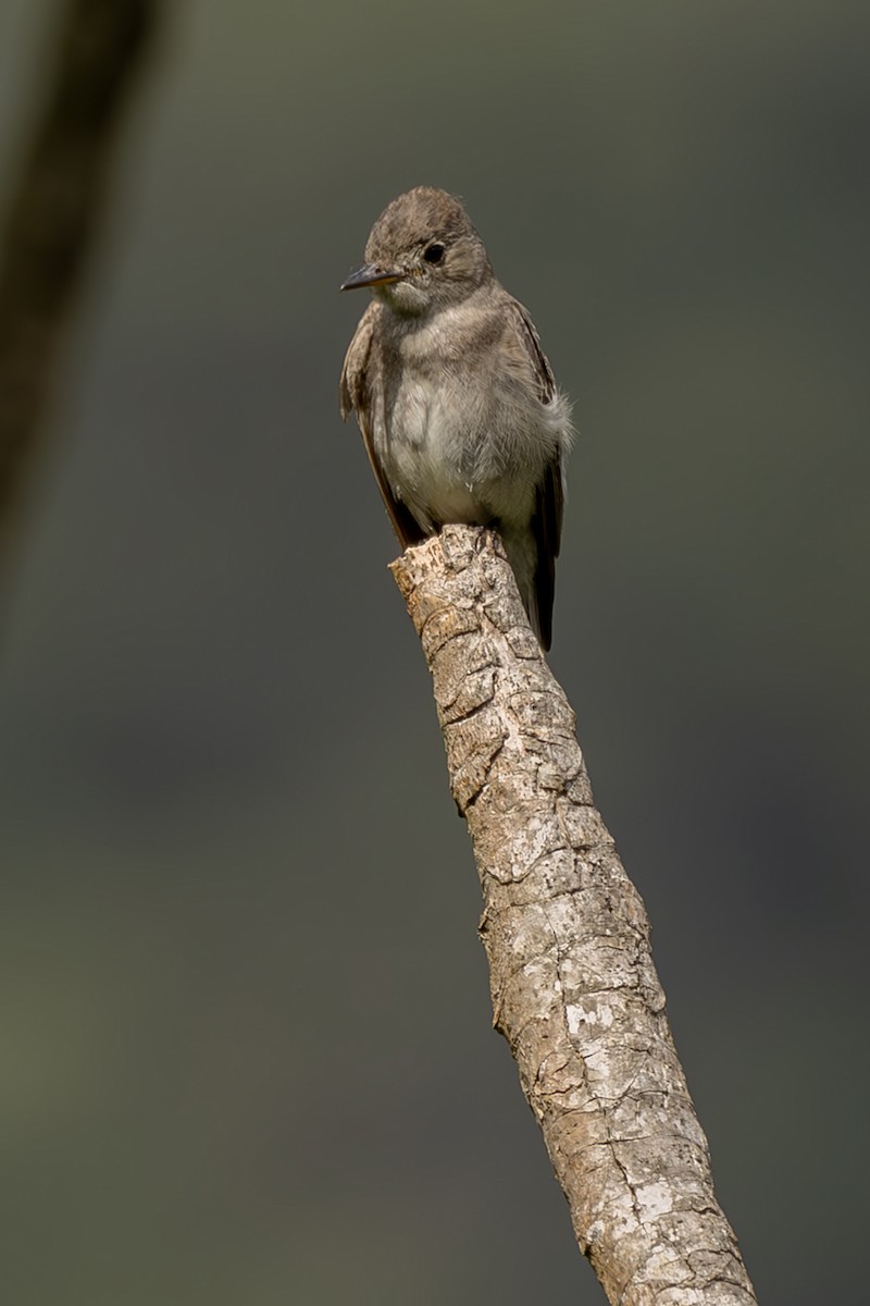 Pioui de l'Ouest - ML644565133