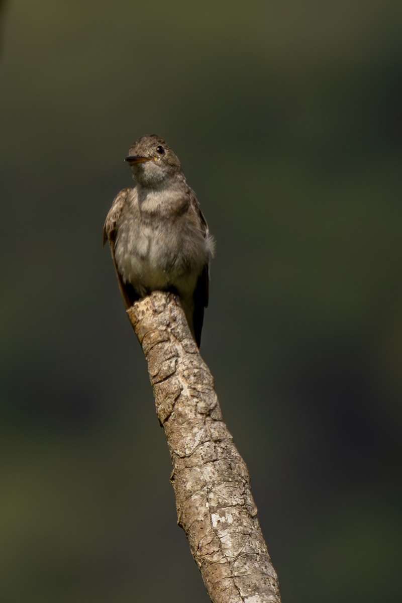 Pioui de l'Ouest - ML644565134