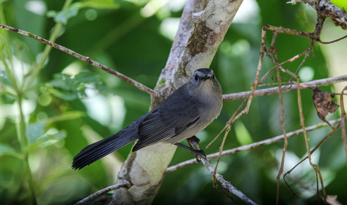 Gray Catbird - ML644565137