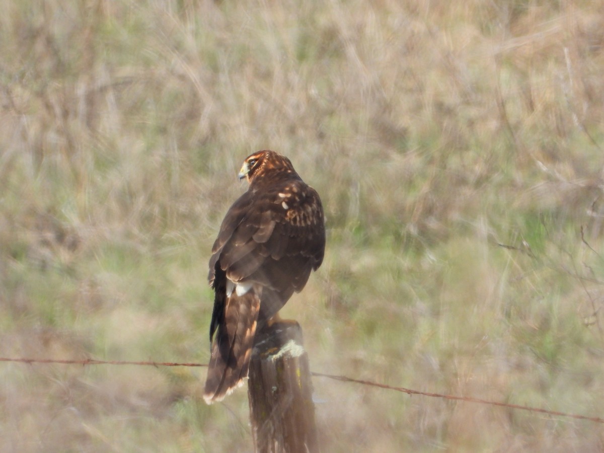 Hudsonweihe - ML644565139