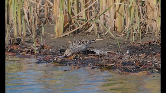 jespák dlouhokřídlý - ML644565140