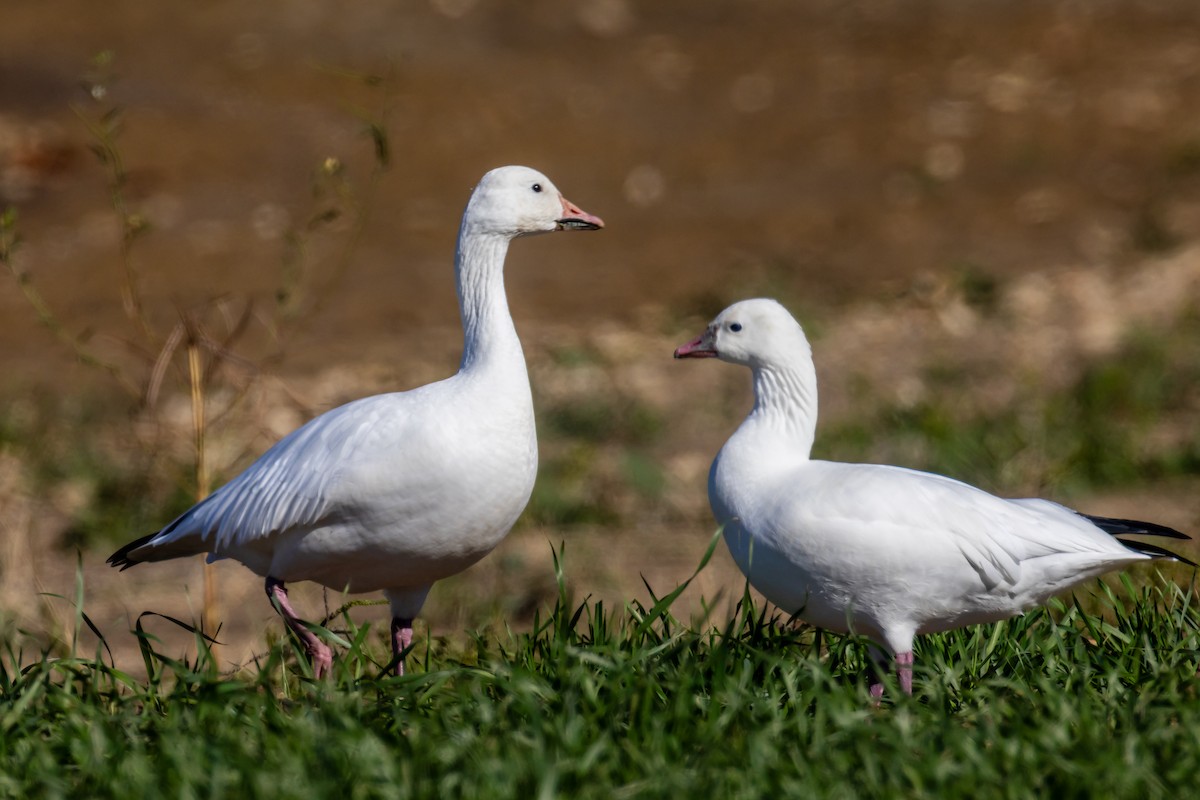 Zwergschneegans - ML644565147