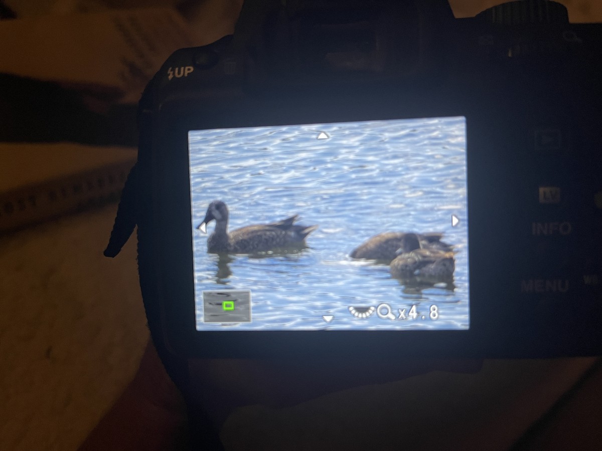 Cerceta Aliazul - ML644565150