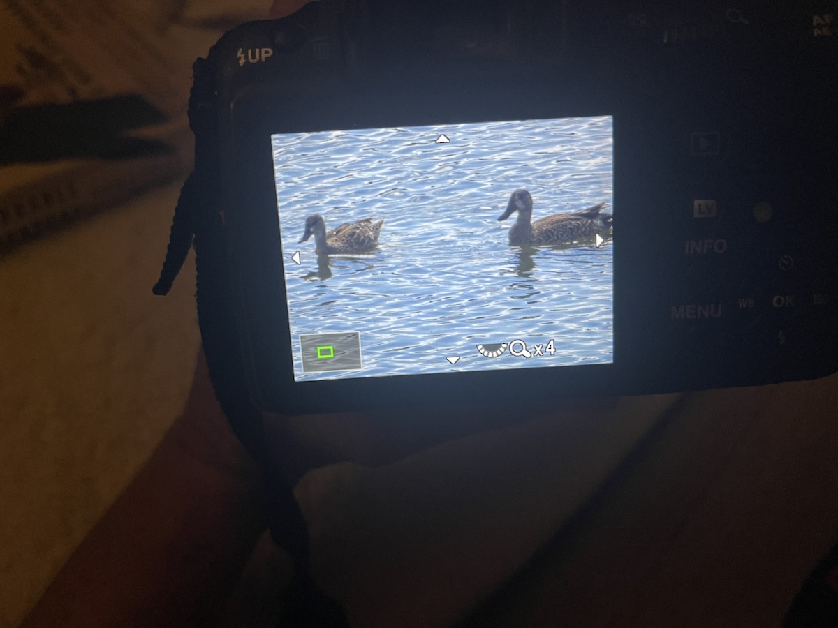 Cerceta Aliazul - ML644565151