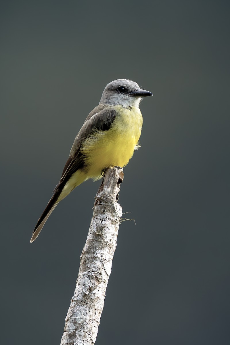 Tyran mélancolique - ML644565152