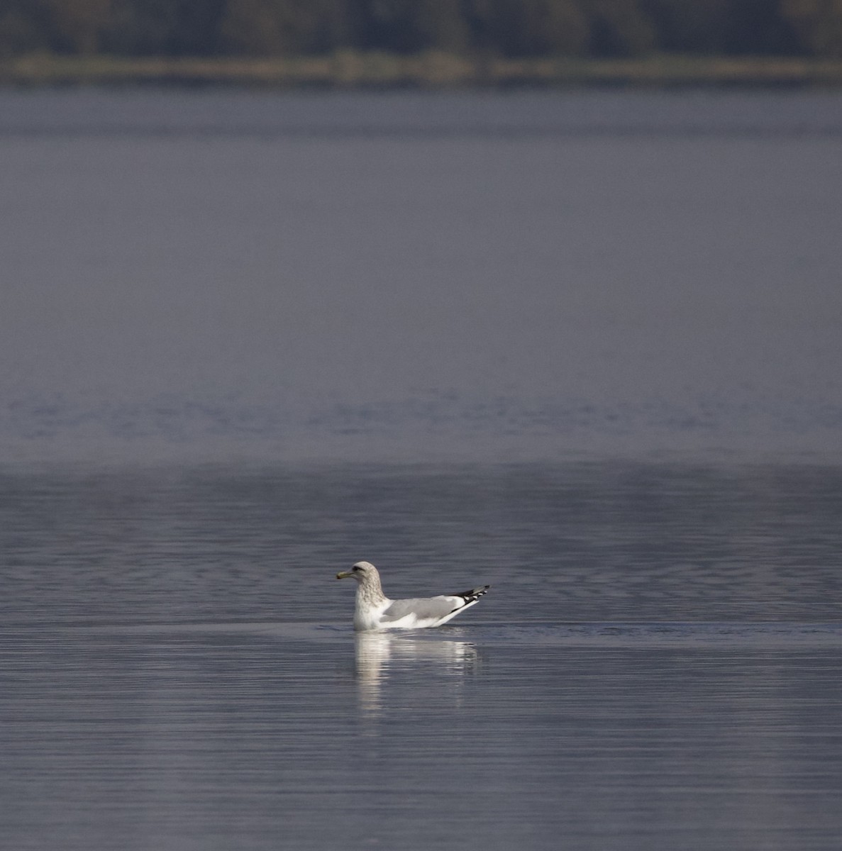 цахлай - ML644565156