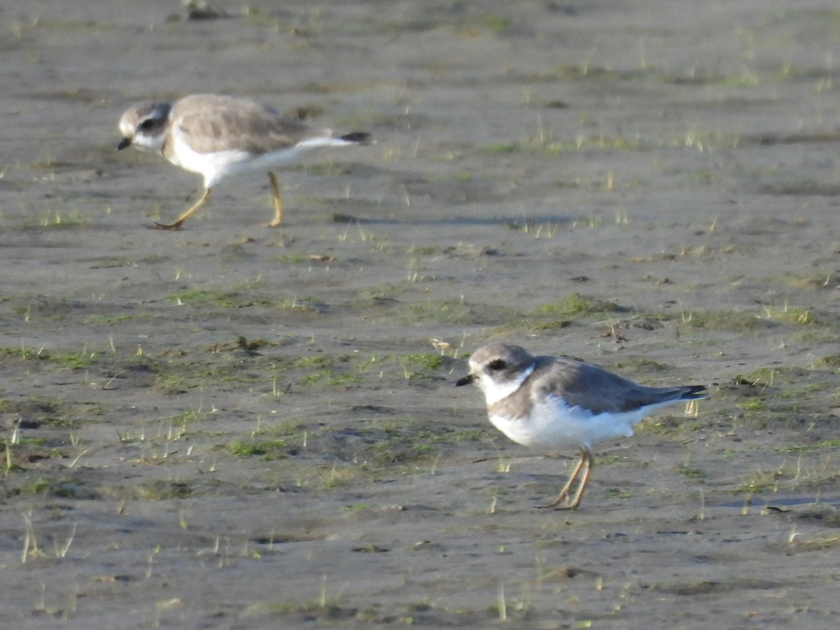 Semipalmated Plover - ML644565161