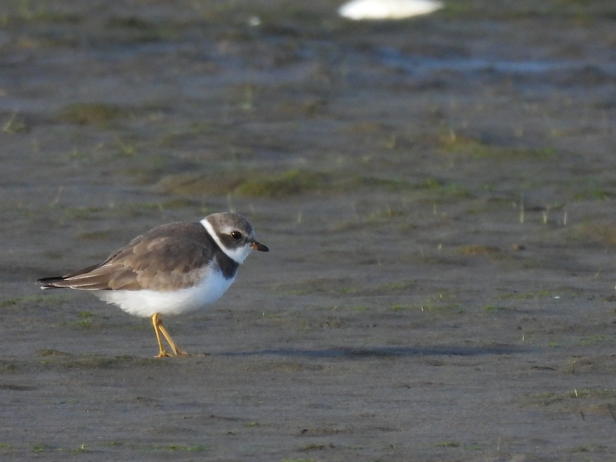 Semipalmated Plover - ML644565162
