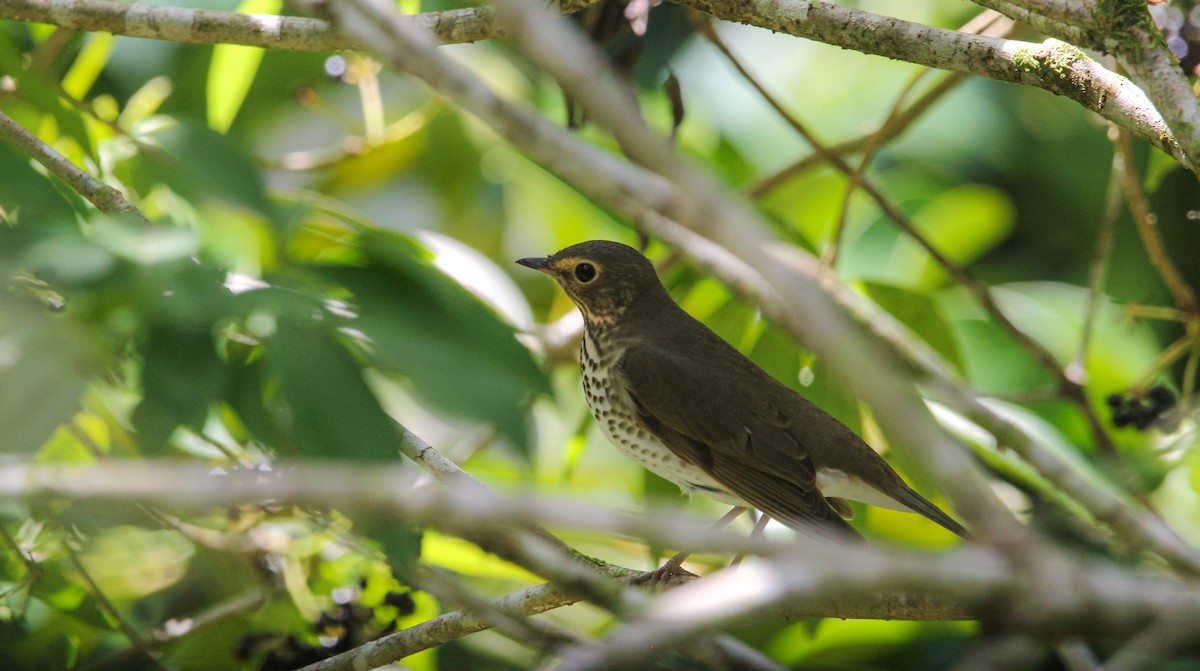 オリーブチャツグミ - ML644565163