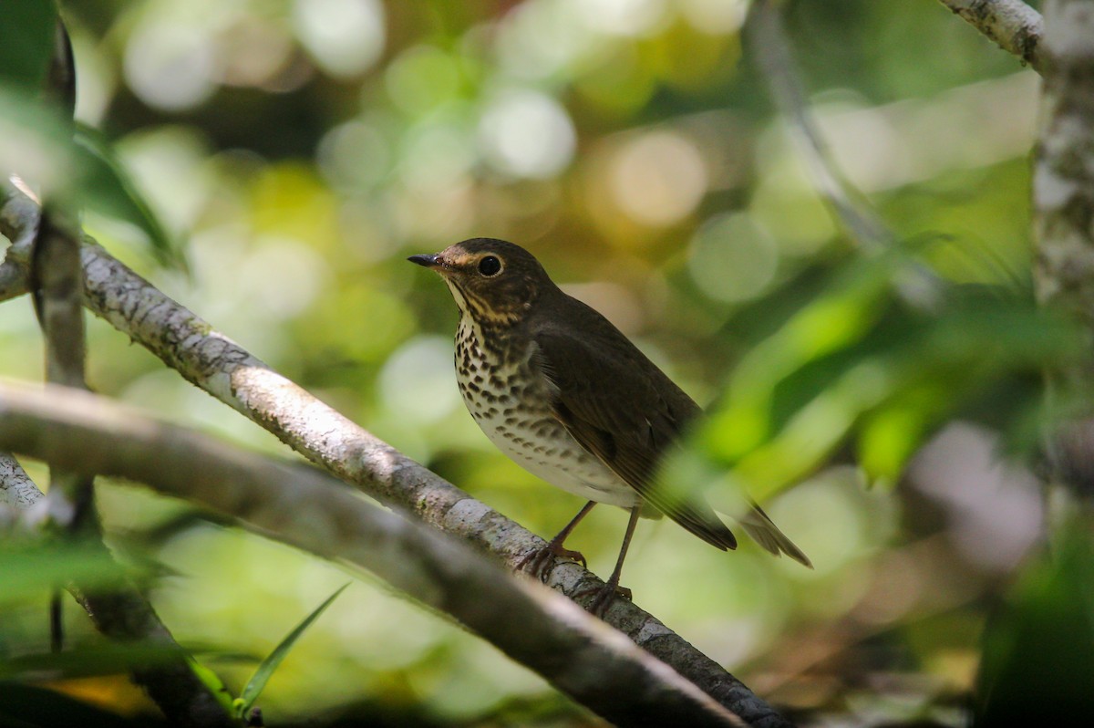 オリーブチャツグミ - ML644565164