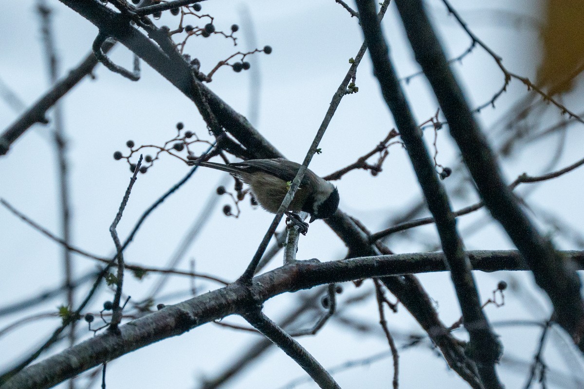 Carolina Chickadee - ML644565166