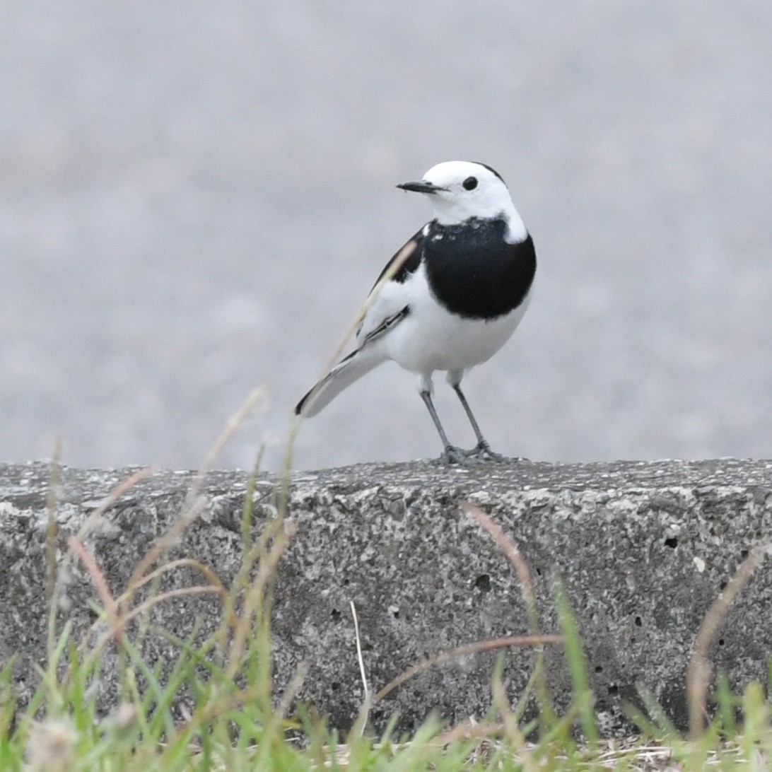 Bergeronnette grise - ML644565174