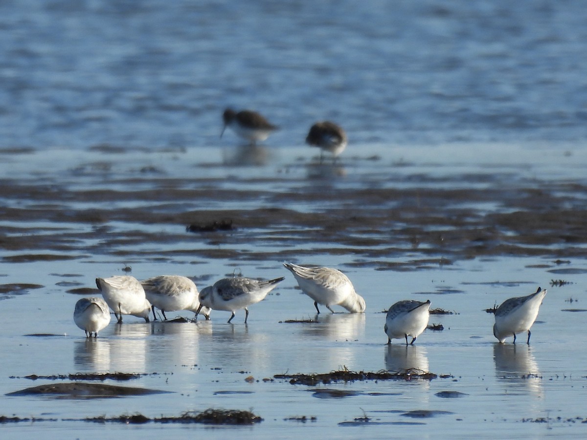 Ak Kumkuşu - ML644565176