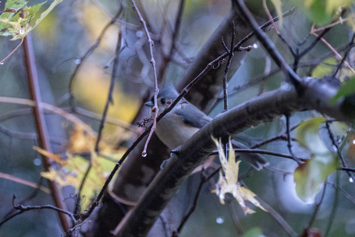 gråduskmeis - ML644565179