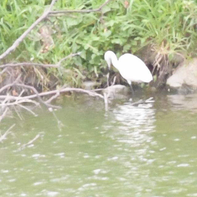 Little Egret - ML644565183